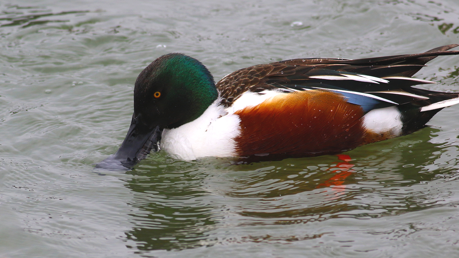 Northern Shoveler — Ana fotoğraf